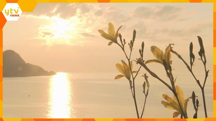 夕方に咲くラッパ状の黄色い花「ユウスゲ」が見ごろ　夕日と組み合わせて撮影も　兵庫・香美町