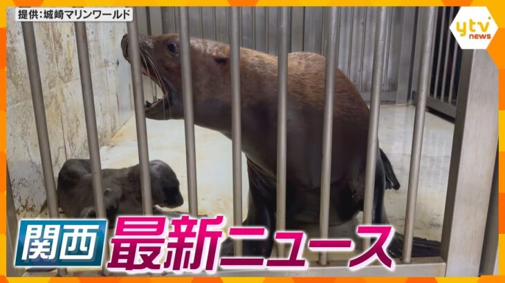 ニュースライブ 7/11(火)トドのハマオスの赤ちゃん出産/大阪府警が2度誤認逮捕/心中を拒否されたため川に落としたほか随時更新