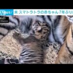 スマトラトラの赤ちゃん7年ぶりに誕生　米動物園で(2023年7月28日)