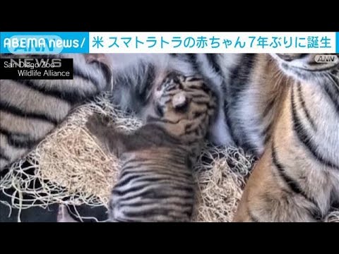 スマトラトラの赤ちゃん7年ぶりに誕生　米動物園で(2023年7月28日)