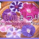 LIVE入谷朝顔まつり Iriya Morning Glory Festivalライブ(2023/7/6) ANN/テレ朝