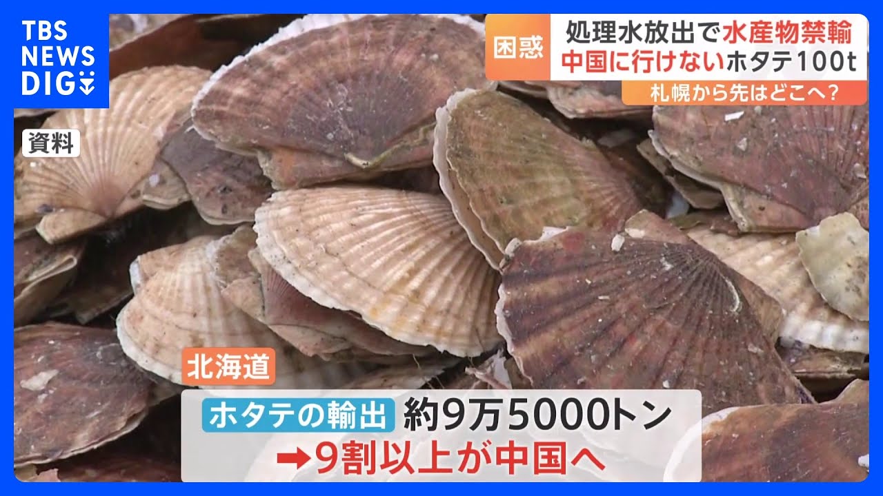 処理水放出で水産物禁輸　中国に行けないホタテ100トン　行き場を失ったホタテはどこへ？｜TBS&nbsp;NEWS&nbsp;DIG