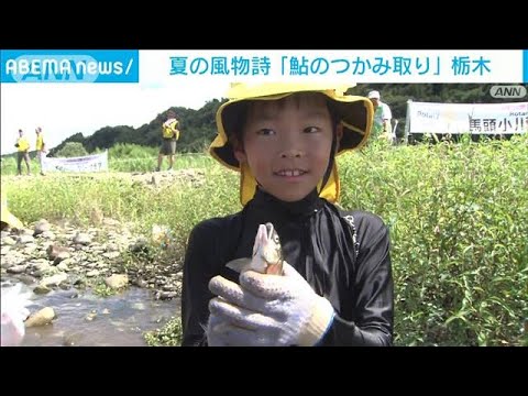 夏の風物詩「鮎のつかみ取り」　栃木・那珂川町(2023年8月12日)