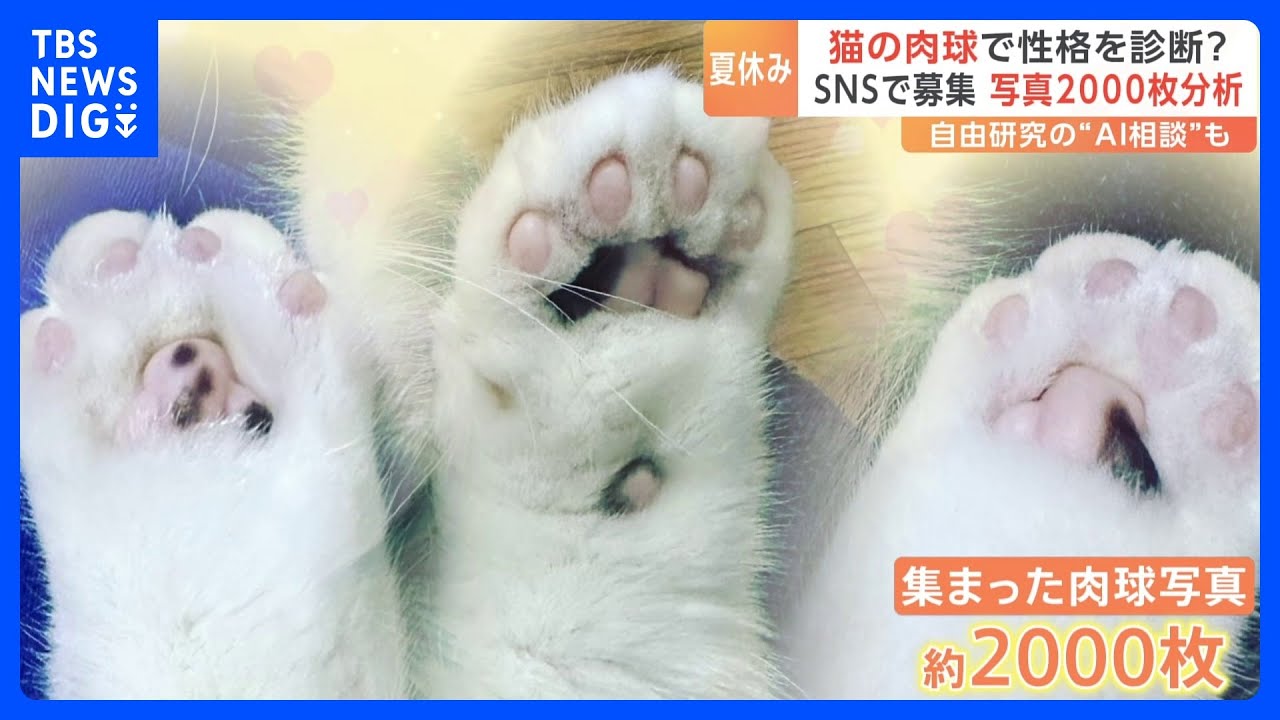 猫の肉球で性格診断？写真分析2000枚！SNSやAIを駆使した驚きの“イマドキ”自由研究がスゴい！｜TBS&nbsp;NEWS&nbsp;DIG