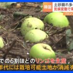 2070年代にはリンゴ栽培できない!?気温上昇で韓国ではミカンやマンゴー栽培への切り替え進む｜TBS NEWS DIG