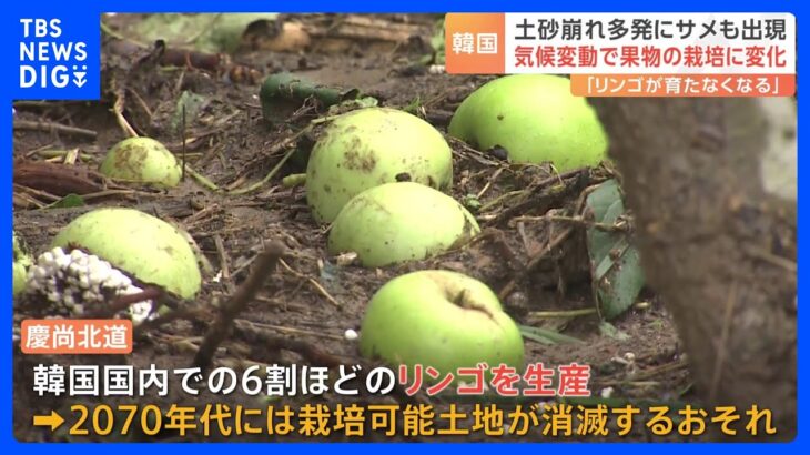 2070年代にはリンゴ栽培できない!?気温上昇で韓国ではミカンやマンゴー栽培への切り替え進む｜TBS NEWS DIG