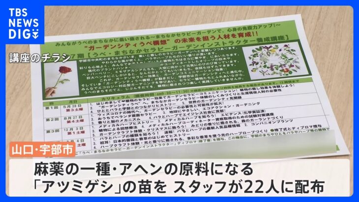 アヘンの原料「アツミゲシ」の苗を22人に配布　アイスランドポピーの苗と間違えて栽培　宇部市が主催する講座で｜TBS NEWS DIG