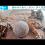 クルクル丸め始めて早3年…飼い猫の抜け毛で“巨大毛玉”(2023年8月3日)