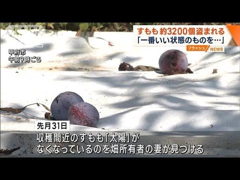 「一番いい状態のものを…」すもも約3200個盗まれる　山梨(2023年8月4日)