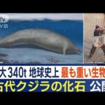 “体重最大340t”地球史上最も重い生物か　古代クジラの化石を公開　3900万年前に生息(2023年8月4日)