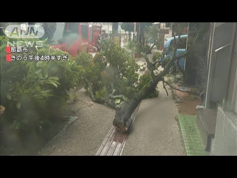 台風6号が沖縄に接近　強風被害相次ぐ…街路樹が倒れ　ぶつかり？電話ボックス粉々に【羽鳥慎一 モーニングショー】(2023年8月2日)