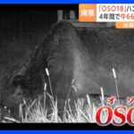 60頭以上の牛を襲うも足跡残さず…“忍者グマ”「OSO18」ついに駆除される｜TBS NEWS DIG