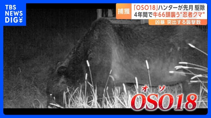 60頭以上の牛を襲うも足跡残さず…“忍者グマ”「OSO18」ついに駆除される｜TBS NEWS DIG