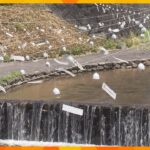 出石焼で作られた風鈴、約４００個　川で涼しげな音色を響かせる　８月末まで　兵庫・豊岡市