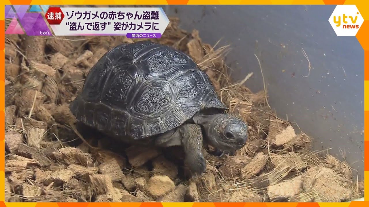 体長８センチ３９万相当“ゾウガメの赤ちゃん”窃盗　防犯カメラに一部始終　２６歳の会社員の男逮捕