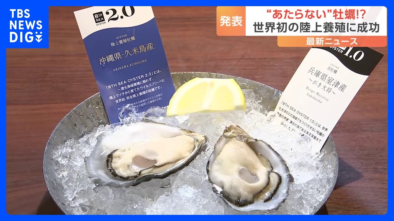 “食あたりしない”牡蠣　世界初「完全陸上養殖」で実現　世界展開も視野｜TBS&nbsp;NEWS&nbsp;DIG