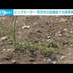 ビッグモーター“枯れた街路樹” 埼玉・所沢市の店舗前で除草剤の成分を検出(2023年8月4日)