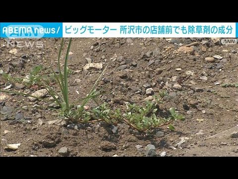 ビッグモーター“枯れた街路樹” 埼玉・所沢市の店舗前で除草剤の成分を検出(2023年8月4日)