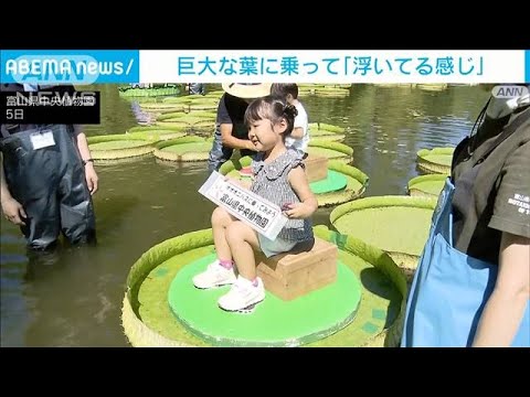 「船に乗ってる感じ」“世界最大”オオオニバスの葉に乗る体験会　富山市(2023年8月5日)