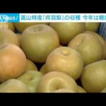 富山市特産　呉羽梨「幸水」の収穫始まる　平年より糖度↑(2023年8月6日)