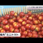 “迷走台風” 沖縄を再直撃 関東は猛暑続きでトマトが日焼け…苦しむ農家に救いの手(2023年8月6日)