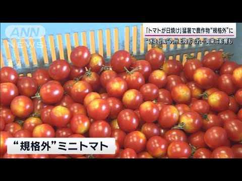 “迷走台風” 沖縄を再直撃 関東は猛暑続きでトマトが日焼け…苦しむ農家に救いの手(2023年8月6日)