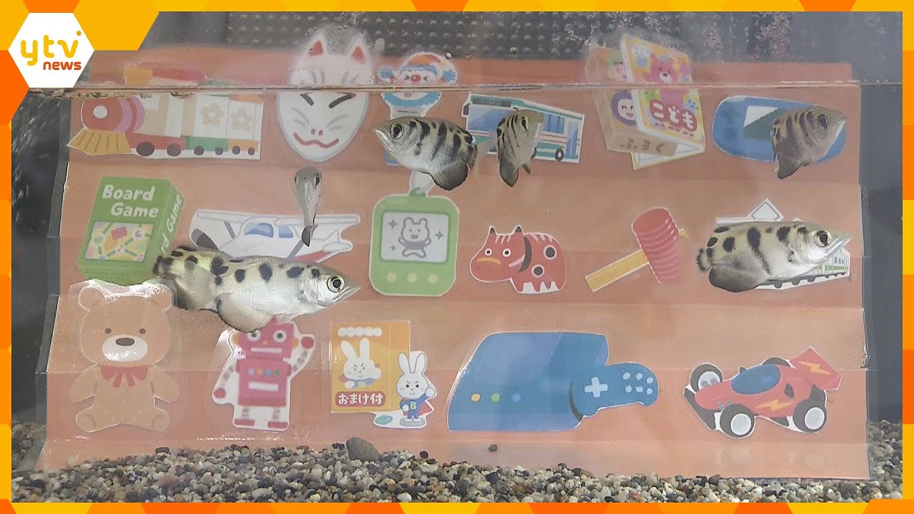 水族館で「海中夏祭り」射的の屋台にテッポウウオなどユーモアあふれる展示が並ぶ　和歌山・すさみ町