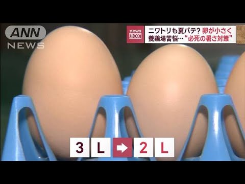 ニワトリも夏バテ？　卵が小さく…養鶏場苦悩“必死の暑さ対策”(2023年8月7日)