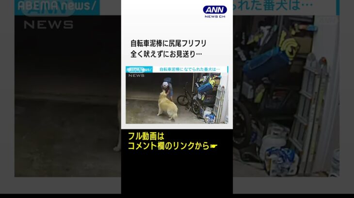 自転車泥棒に撫でられ尻尾フリフリ　全く吠えずにお見送り　ゴールデンは番犬無理?? #shorts