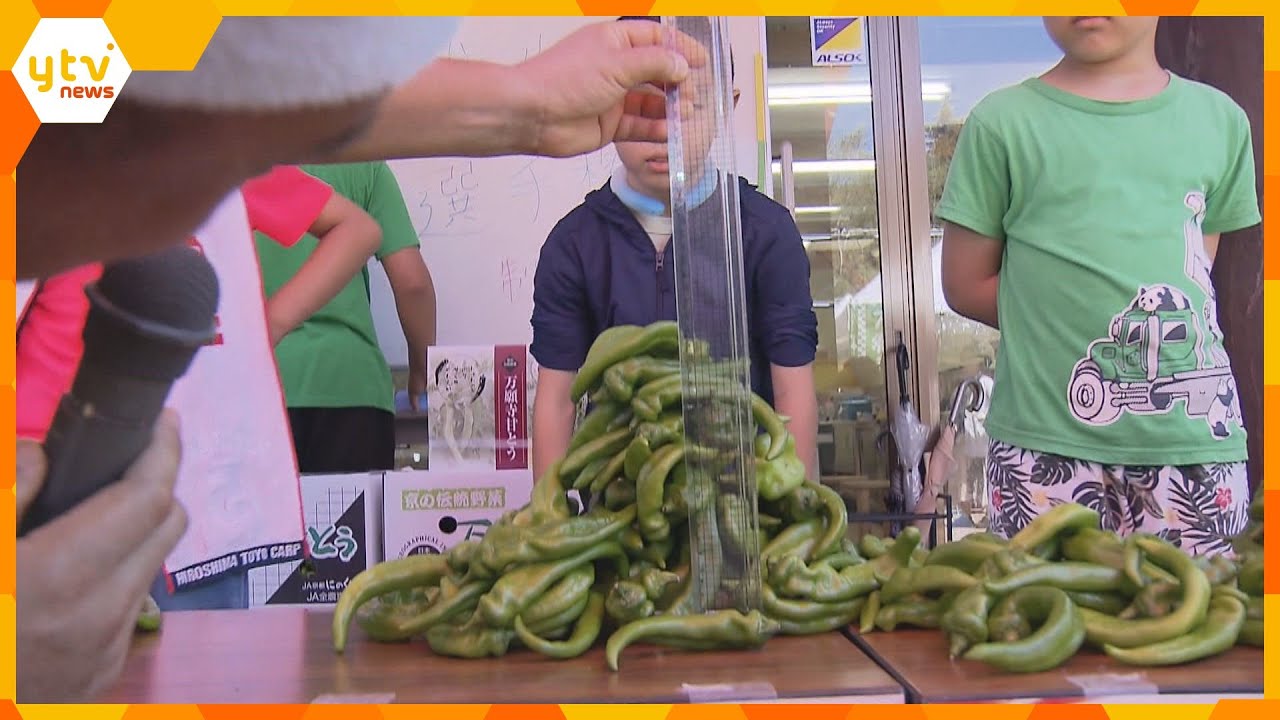 京都のブランド野菜「万願寺甘とう」の魅力をＰＲ　万願寺タワー選手権などユニークなイベント開催