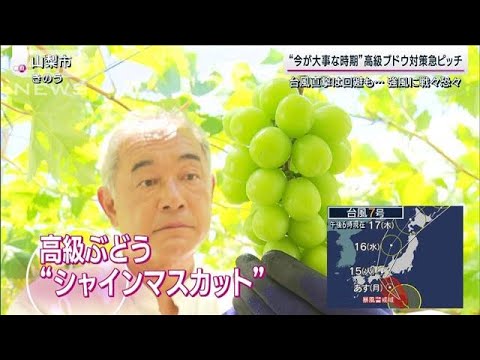 台風お盆直撃で新幹線は一部区間で運休へ　進路逸れてもブドウ農家は強風に戦々恐々(2023年8月13日)