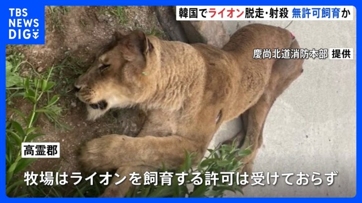 韓国で牧場からライオンが脱走…近くの森で射殺、無許可飼育か｜TBS NEWS DIG