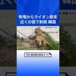 韓国で牧場からライオンが脱走…近くの森で射殺、無許可飼育か｜TBS NEWS DIG #shorts