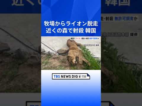 韓国で牧場からライオンが脱走…近くの森で射殺、無許可飼育か｜TBS NEWS DIG #shorts