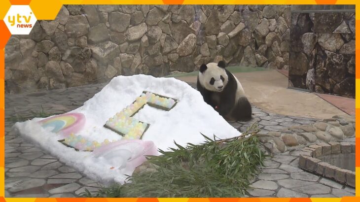 メスのパンダ「彩浜」５歳の誕生日　名前にちなんだ虹の形の氷などプレゼント　和歌山・白浜町
