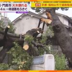 「御神木だった」高さ４メートルのクスノキが倒れ、一時道路などふさぐ　けが人なし　大阪・門真市