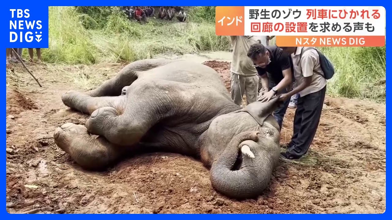 インドの村で野生のゾウが列車に…応急処置の甲斐なく死ぬ|TBS NEWS DIG