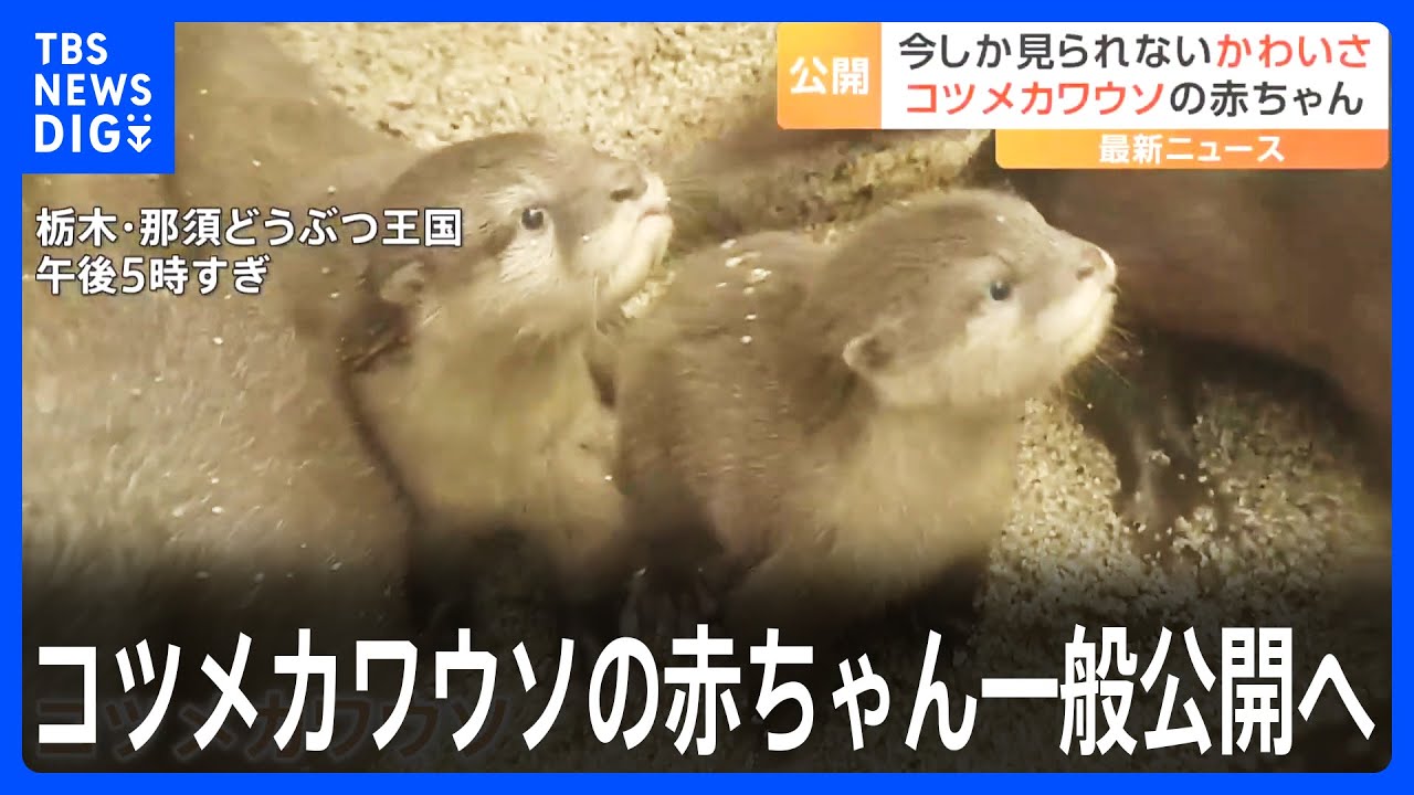 「今の姿を是非見て」コツメカワウソの赤ちゃん一般公開へ　5頭全部オス　栃木県・那須どうぶつ王国｜TBS&nbsp;NEWS&nbsp;DIG