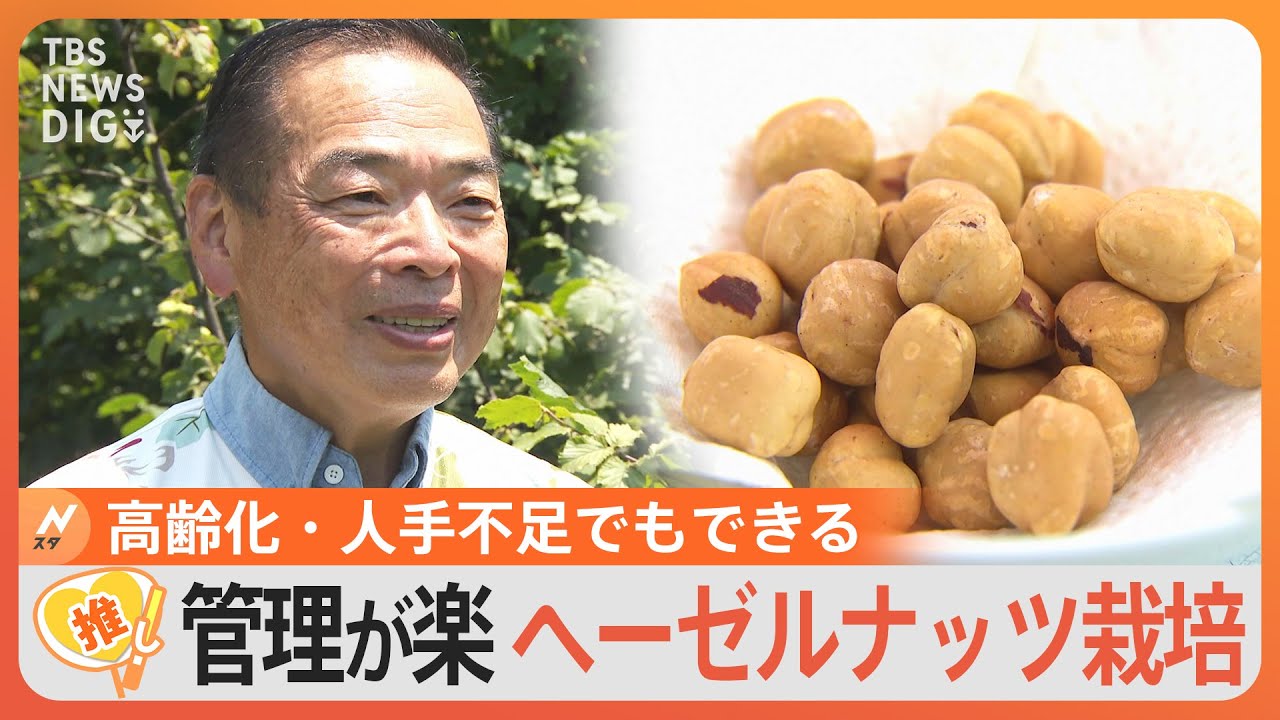 “本当の魅力が知られていない”ヘーゼルナッツを特産品に『ヘーゼルナッツ学校』設立【ゲキ推しさん】｜TBS&nbsp;NEWS&nbsp;DIG
