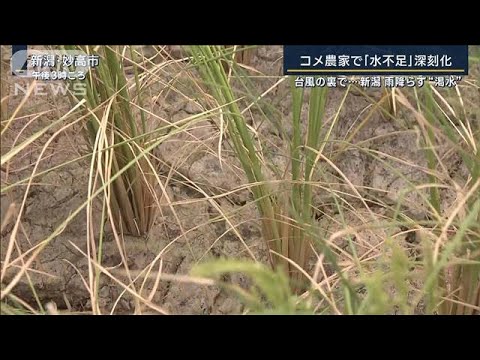 台風の裏で“雨が降らない”新潟　土はひび割れ稲は枯れ…生活用水も節水呼び掛け(2023年8月16日)