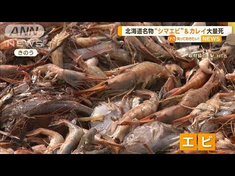 サロマ湖の禁漁“シマエビ”大量死…漁業関係者「衝撃的」　水中が低酸素状態に【知っておきたい！】(2023年8月17日)