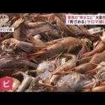 禁漁の「希少エビ」大量打ち上げ　原因は“酸素不足”　サロマ湖に異変(2023年8月17日)