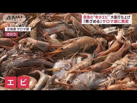 禁漁の「希少エビ」大量打ち上げ　原因は“酸素不足”　サロマ湖に異変(2023年8月17日)