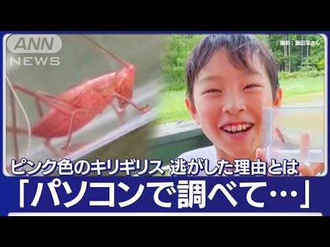 “幸運のキリギリス”少年が発見　捕まえたけど逃がした理由とは(2023年8月17日)