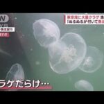 漁師悲鳴！東京湾に大量クラゲ　“高い海水温で成長”専門家指摘(2023年8月18日)