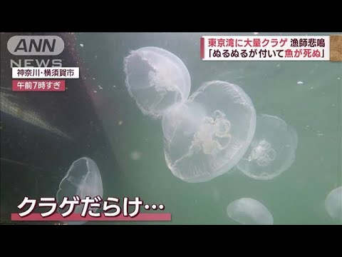 漁師悲鳴！東京湾に大量クラゲ　“高い海水温で成長”専門家指摘(2023年8月18日)