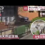 駅ビル脇にカモシカ　猛スピードで道路疾走も　「数が増大」街で目撃相次ぐ(2023年8月18日)