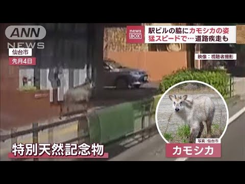 駅ビル脇にカモシカ　猛スピードで道路疾走も　「数が増大」街で目撃相次ぐ(2023年8月18日)