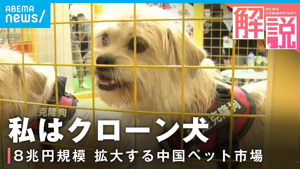 【永遠に一緒？】“クローン犬”も人気に…市場規模8兆円以上 拡大続ける中国ペット市場｜ANN上海支局 高橋大作支局長