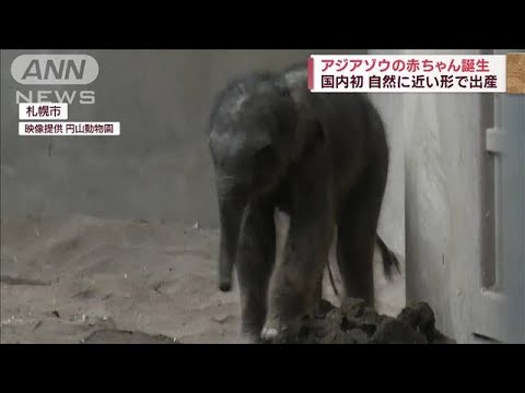アジアゾウの赤ちゃん誕生　国内初の“自然に近い形で出産”(2023年8月20日)